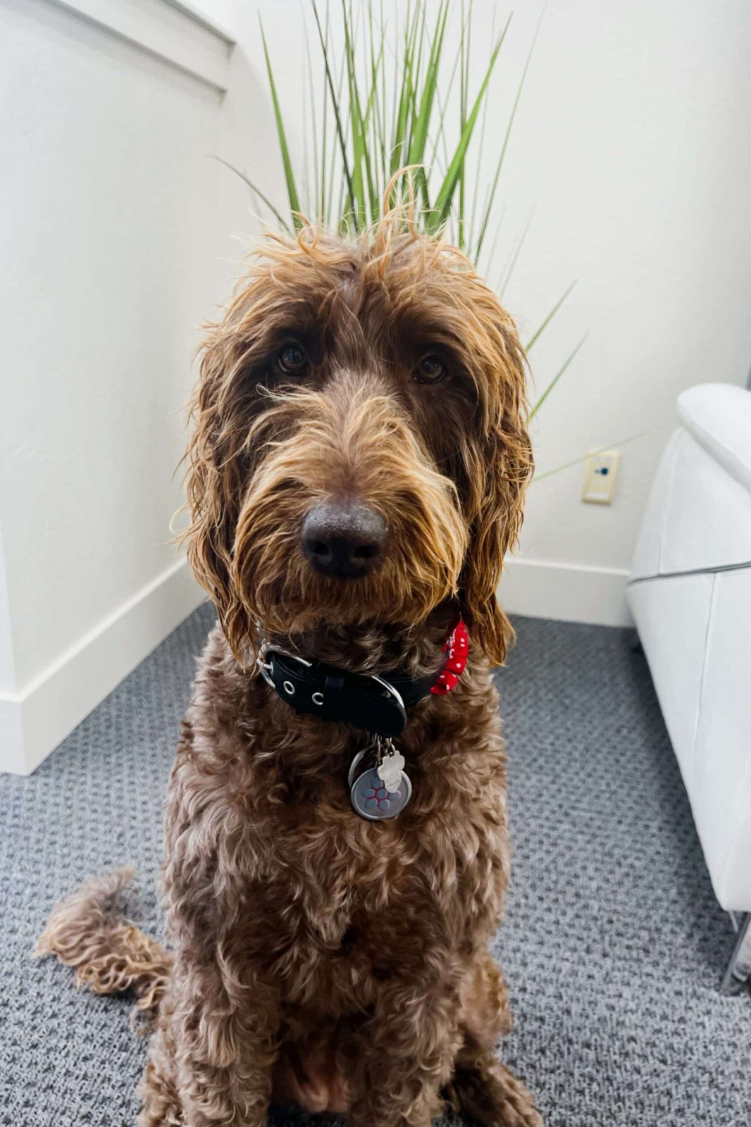 About us - Meet Missy, the office dog.